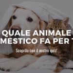 animale domestico