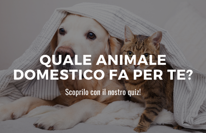 animale domestico