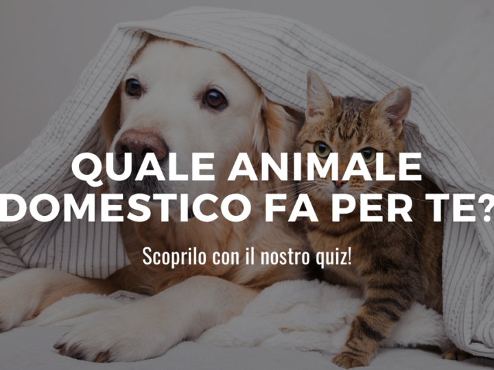 animale domestico