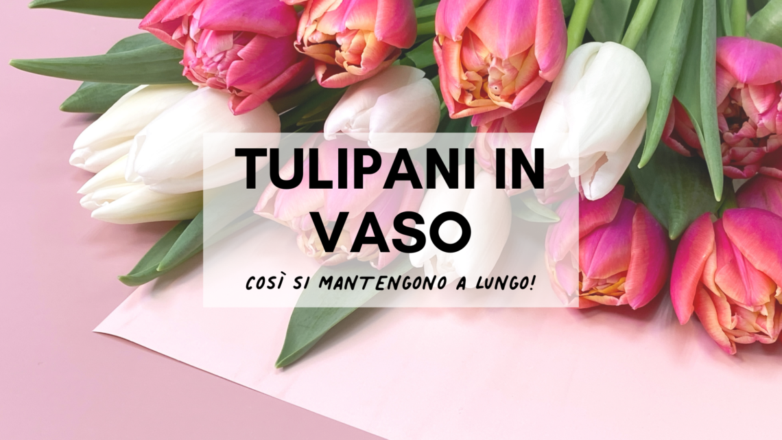 tulipani in vaso