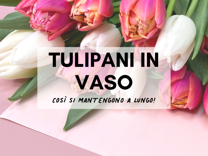 tulipani in vaso