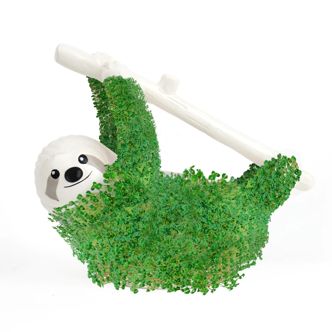 Bradipo con Semi di Chia