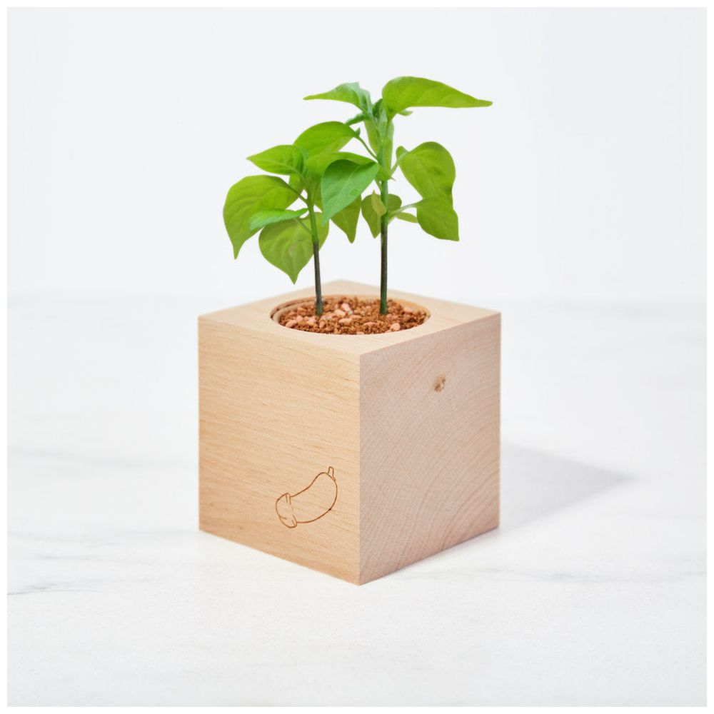 Ecocube - Peperoncino a forma di Pene in Cubo di Legno