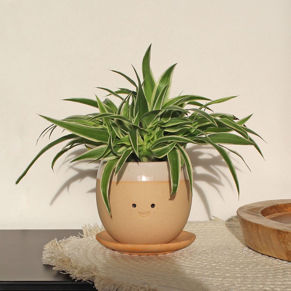 Vaso di Fiori Piangente
