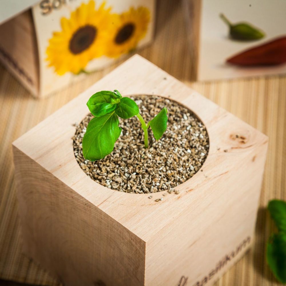 Ecocube - Piante in Cubi di Legno