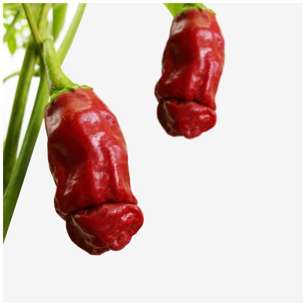 Ecocube - Peperoncino a forma di Pene in Cubo di Legno