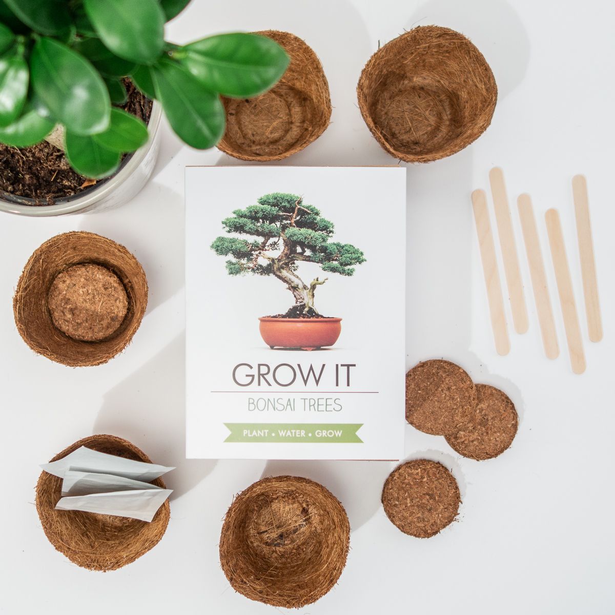 Grow It Albero Bonsai