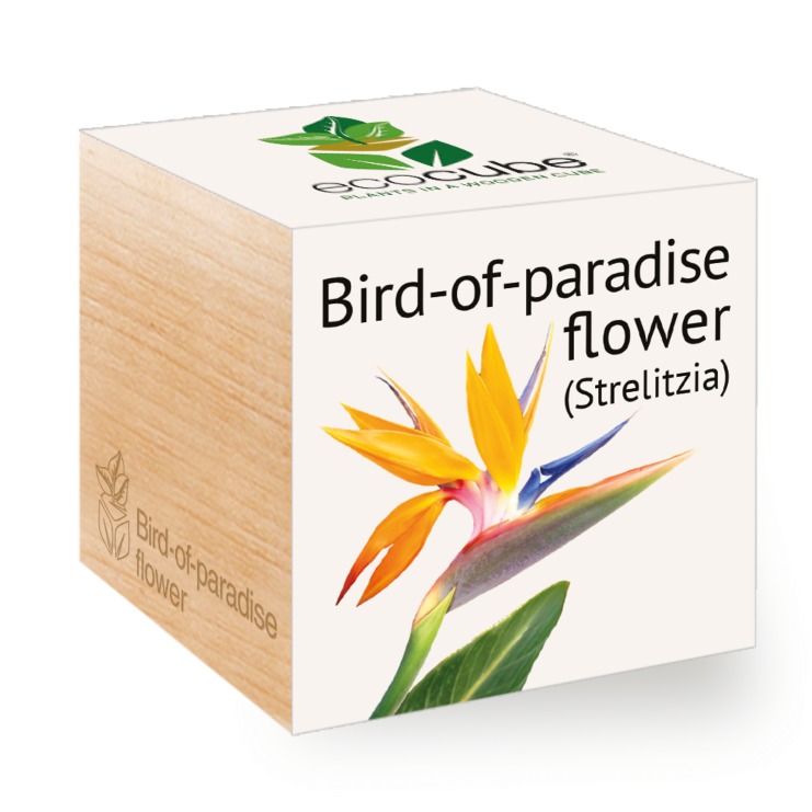 Pianta uccello del paradiso - Ecocube Piante in Cubi di Legno