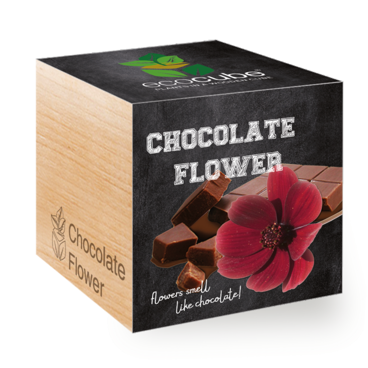 Fiore del Cioccolato - Ecocube piante in cubi di legno 