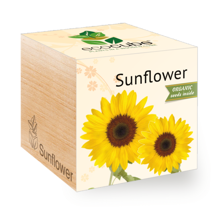 Girasole - Ecocube piante in cubi di legno