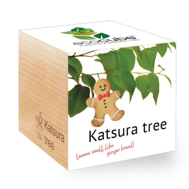 Albero del pan di zenzero (inglese) - Ecocube piante in cubi di legno