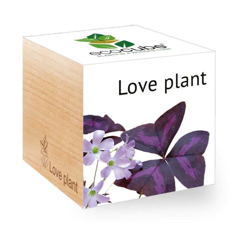 Ossalide triangolare - Ecocube piante in cubi di legno