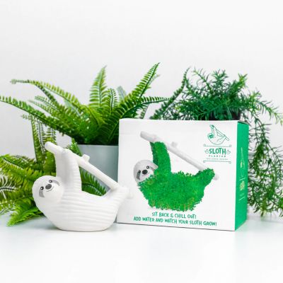 Bradipo con Semi di Chia Bradipo con Semi di Chia