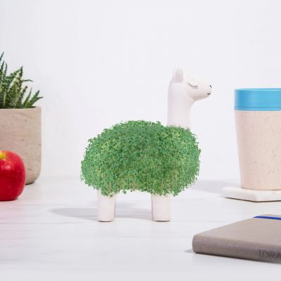 Il Lama Vegetale Il Lama Vegetale