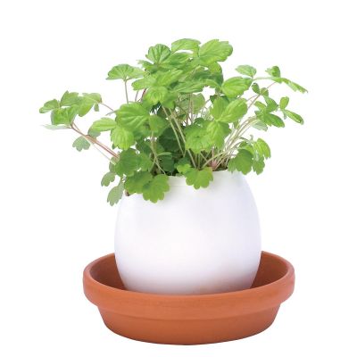 Eggling – Uova Con Erbe Aromatiche