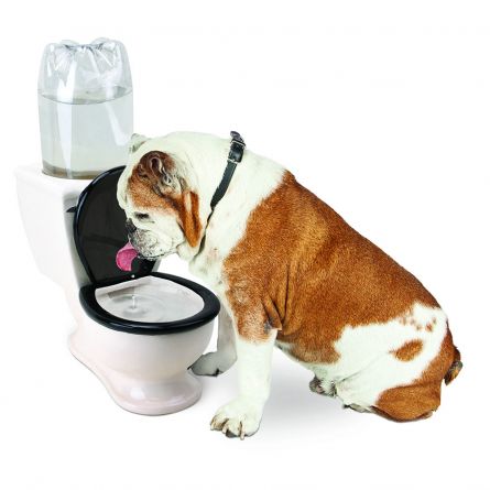 Water per Bere per Animali Domestici