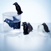Pinguini Refrigeranti