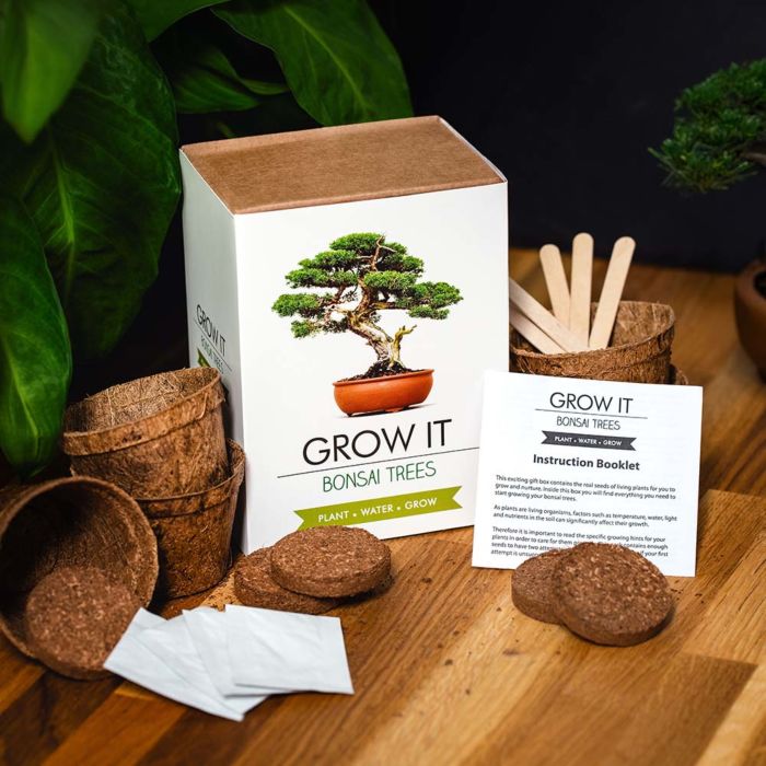 Grow It Albero Bonsai
