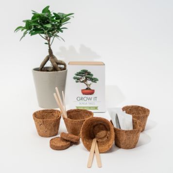 Grow It Albero Bonsai