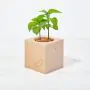 Ecocube - Peperoncino a forma di Pene in Cubo di Legno