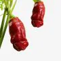 Ecocube - Peperoncino a forma di Pene in Cubo di Legno