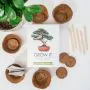 Grow It Albero Bonsai
