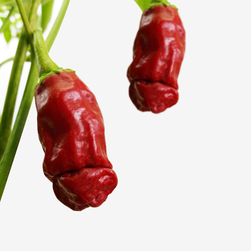 Ecocube - Peperoncino a forma di Pene in Cubo di Legno