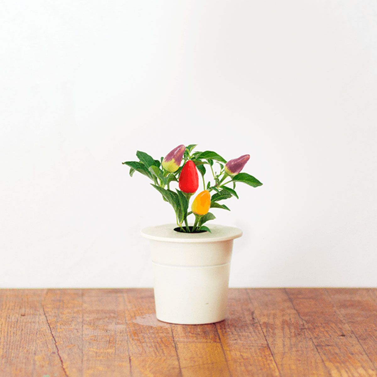 Ricariche per Click&Grow – giardino smart