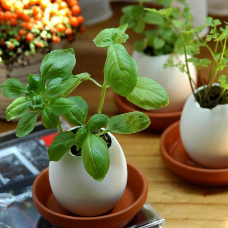 Eggling – Uova Con Erbe Aromatiche