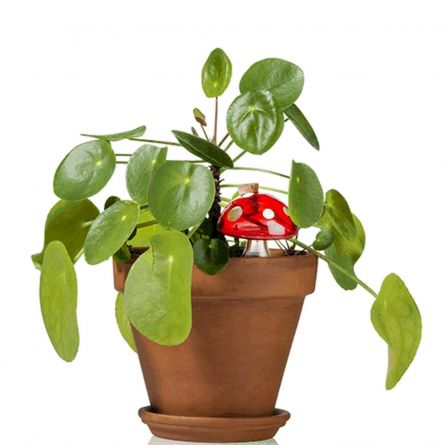 Annaffiatoio Fungo per Piante da Appartamento